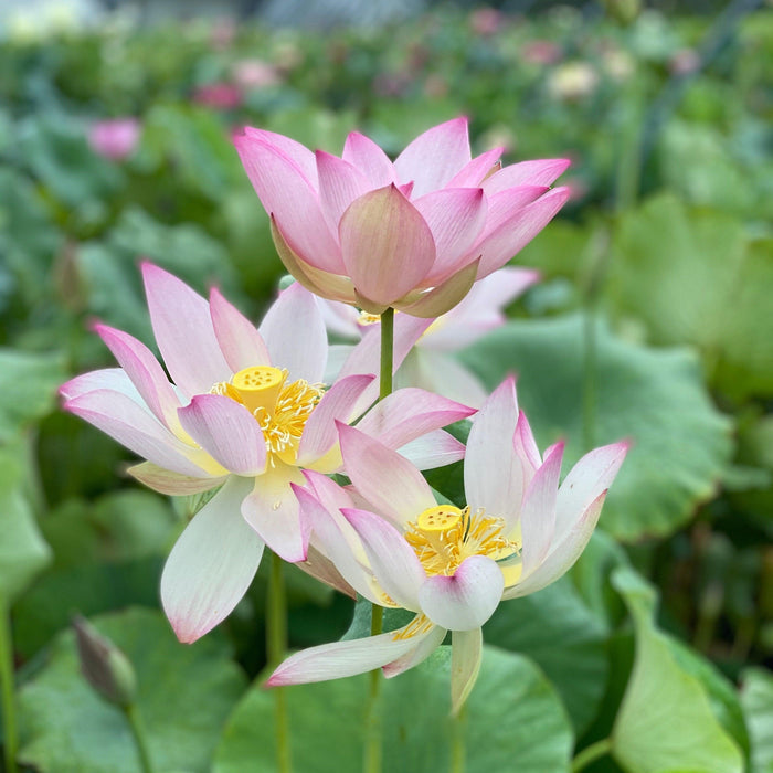 Fly to the Sky Lotus (Bare Root) - Play It Koi