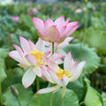 Fly to the Sky Lotus (Bare Root) - Play It Koi