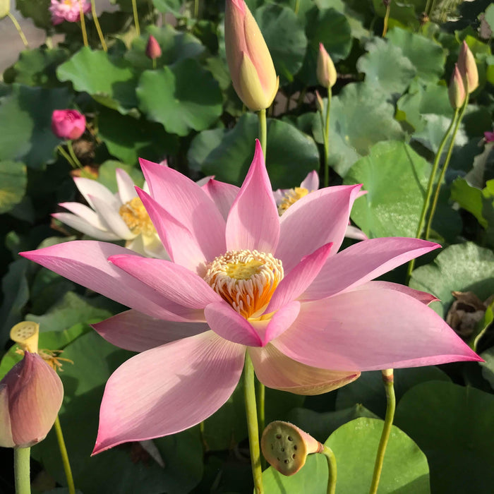Fly to the Sky Lotus (Bare Root) - Play It Koi