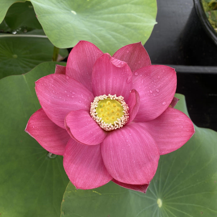Ford's Red Raptor Lotus (Bare Root) - Play It Koi