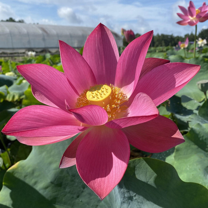 Ford's Red Raptor Lotus (Bare Root) - Play It Koi