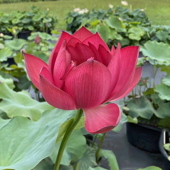 Ford's Red Raptor Lotus (Bare Root) - Play It Koi