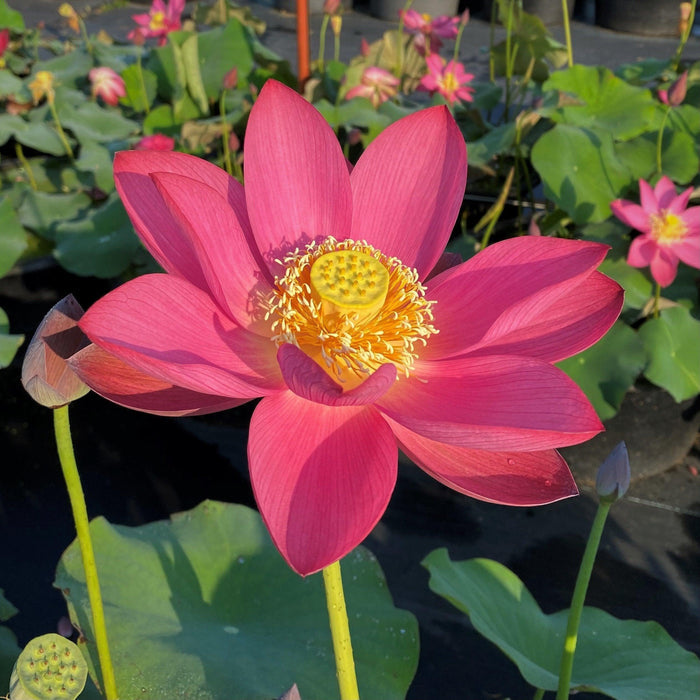 Ford's Red Raptor Lotus (Bare Root) - Play It Koi