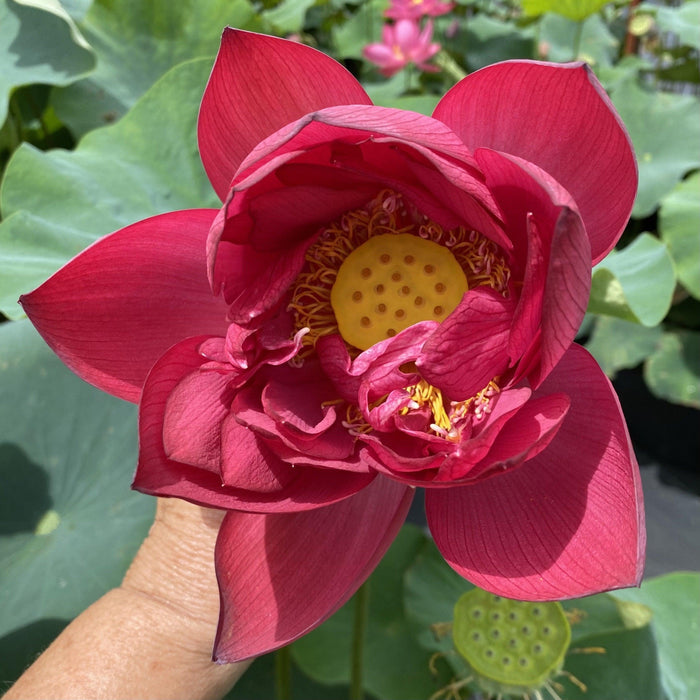 Ford's Red Raptor Lotus (Bare Root) - Play It Koi