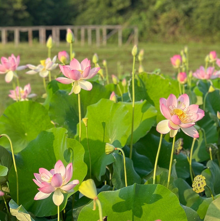 Friendship of Supervisor & Student Lotus (Bare Root) - Play It Koi