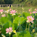Friendship of Supervisor & Student Lotus (Bare Root) - Play It Koi