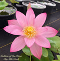 Goddess of Luo River Lotus (Bare Root)