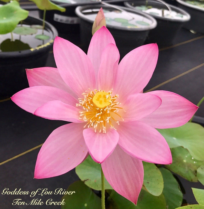 Goddess of Luo River Lotus (Bare Root)