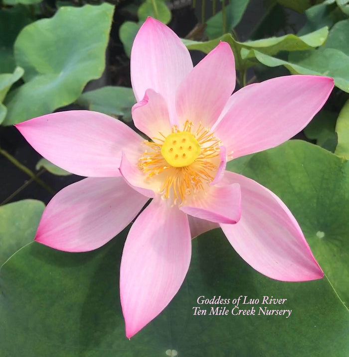 Goddess of Luo River Lotus (Bare Root)