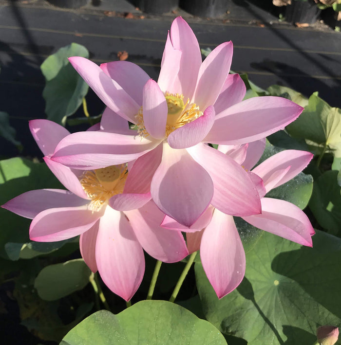 Goddess of Luo River Lotus (Bare Root)