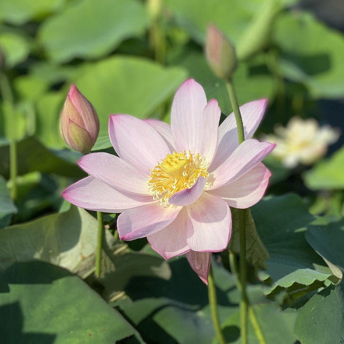 Goddess of Luo River Lotus (Bare Root)