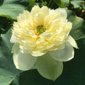 Golden Apple Lotus (Bare Root) - Play It Koi