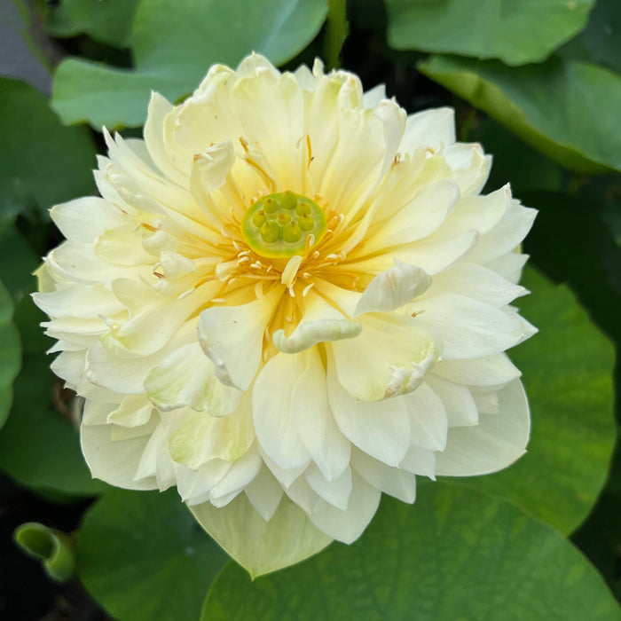 Golden Apple Lotus (Bare Root) - Play It Koi