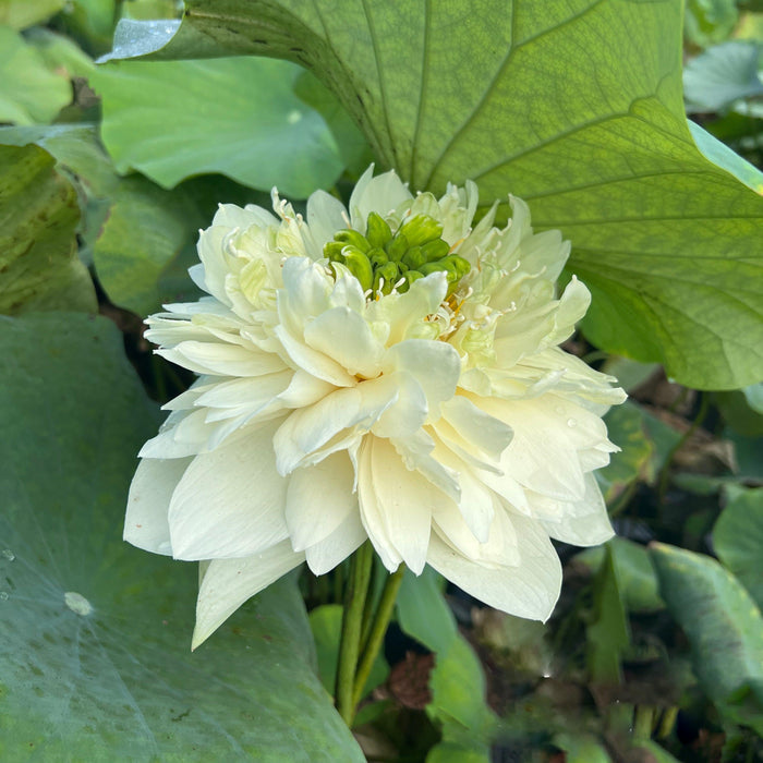 Golden Autumn Lotus (Bare Root) - Play It Koi