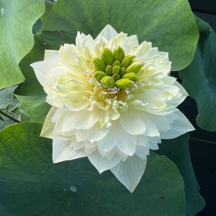 Golden Autumn Lotus (Bare Root) - Play It Koi