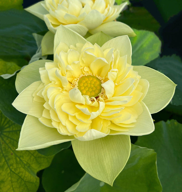 2024 Golden Builder Lotus (Bare Root) - Play It Koi