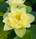 2024 Golden Builder Lotus (Bare Root) - Play It Koi