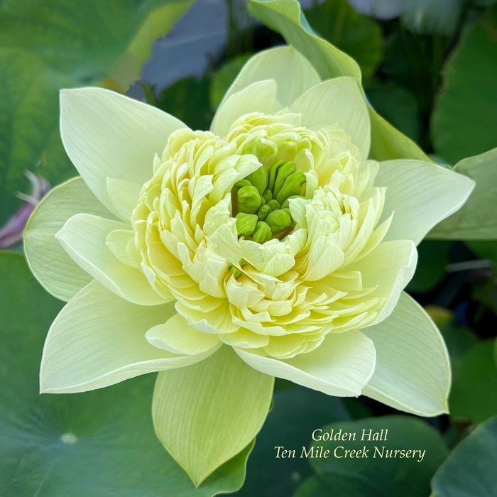 Golden Hall Lotus (Bare Root)