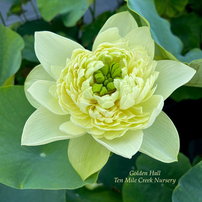 Golden Hall Lotus (Bare Root)