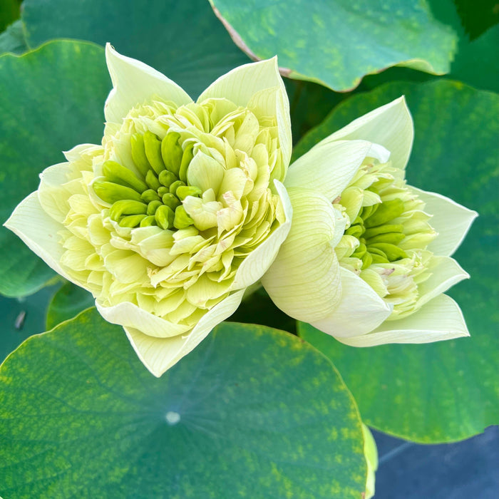Golden Hall Lotus (Bare Root)
