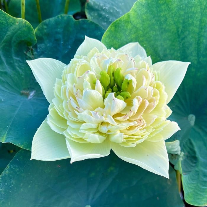 Golden Hall Lotus (Bare Root)