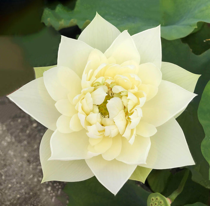 Golden Phoenix - Lovely Yellow Lotus (Bare Root) - Play It Koi