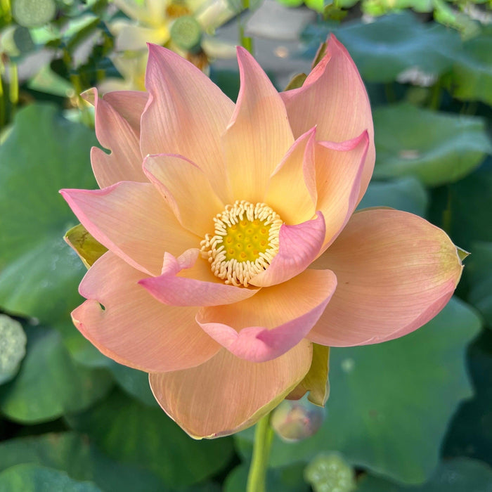 Golden Sunset Lotus (Bare Root) - Play It Koi