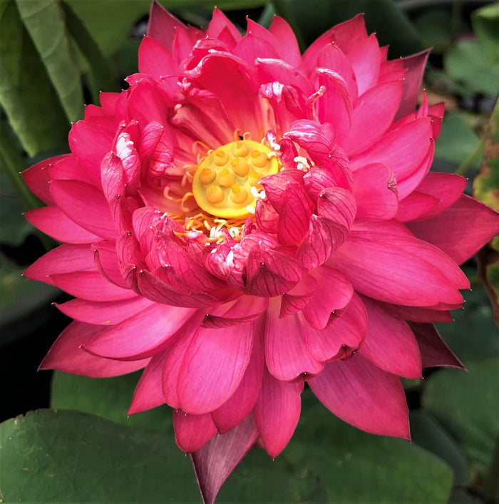 Gorgeous Lotus (Bare Root) - Play It Koi
