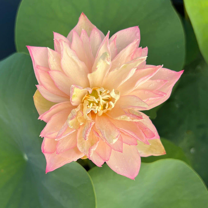 2024 Grand Master Lotus (Bare Root) - Play It Koi