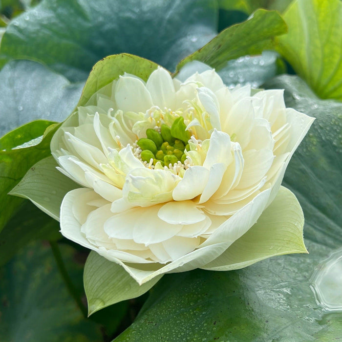 Green Clouds Lotus (Bare Root) - Play It Koi