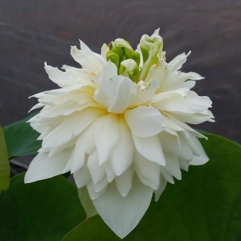 Green Clouds Lotus (Bare Root) - Play It Koi
