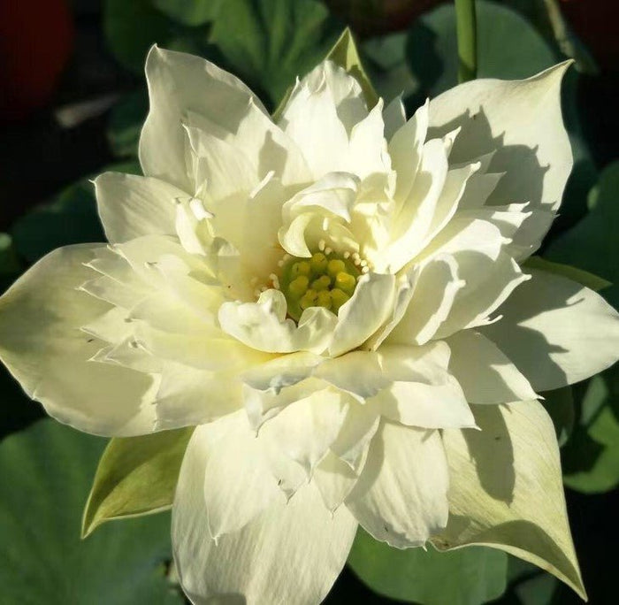 Green Jade of Qinhuai Mini Lotus (Bare Root)