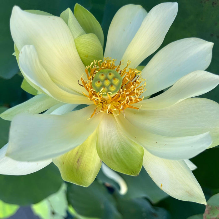 Green Love - Lucky Green Lotus (Bare Root) - Play It Koi