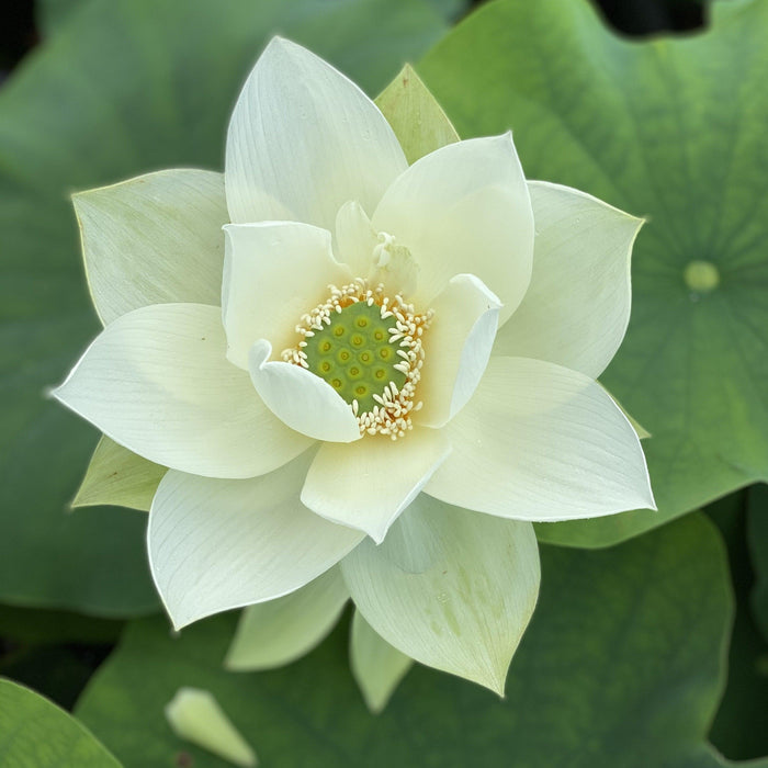 Green Star Lotus (Bare Root) - Play It Koi