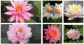 Grower's Choice Pink Hardy Water Lily (Bare Root) - Play It Koi