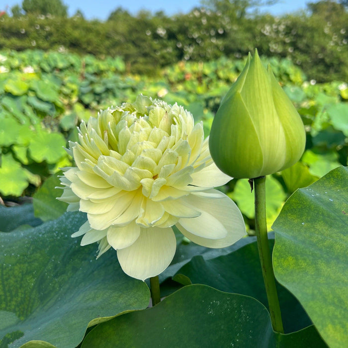 2024 Gwendolyn's Golden Glow Lotus (Bare Root) - Play It Koi