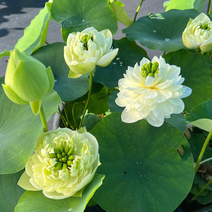 2024 Gwendolyn's Golden Glow Lotus (Bare Root) - Play It Koi