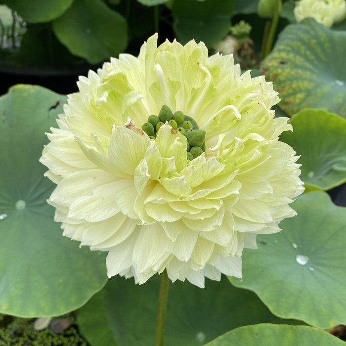 2024 Gwendolyn's Golden Glow Lotus (Bare Root) - Play It Koi