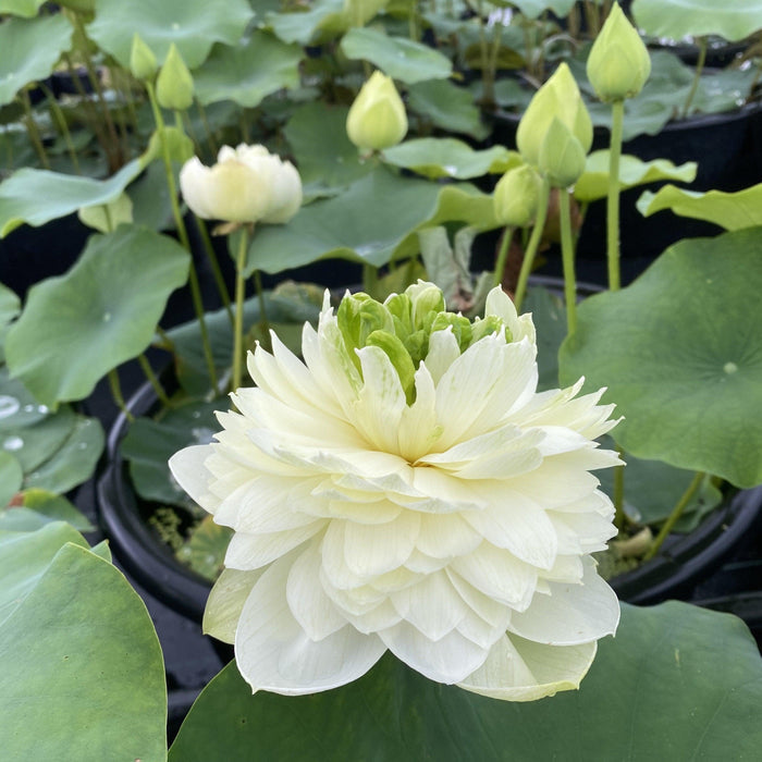2024 Gwendolyn's Golden Glow Lotus (Bare Root) - Play It Koi