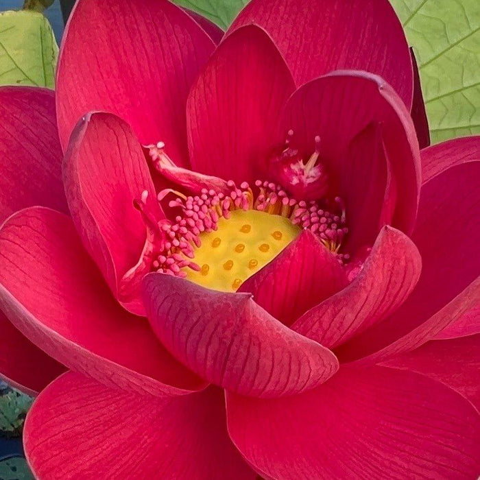 2024 Happy Lover Lotus (Bare Root) - Play It Koi