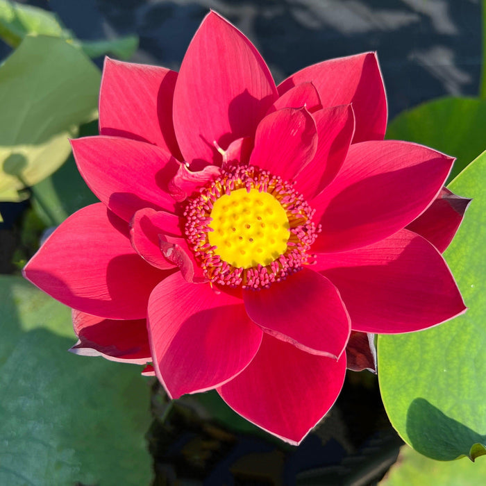 2024 Happy Lover Lotus (Bare Root) - Play It Koi