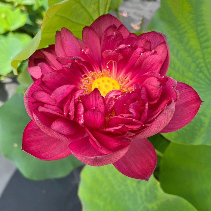 2024 Heart Blood 16 Lotus (Bare Root) - Play It Koi