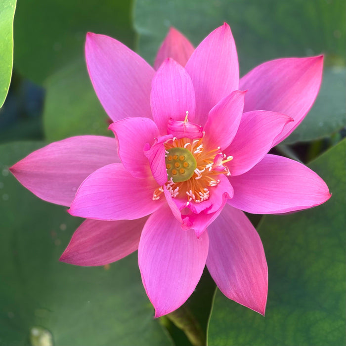 Heartthrob Lotus (Bare Root) - Play It Koi