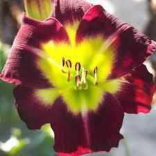 Hemerocallis 'Night Beacon' Daylily (Bare Root) - Play It Koi