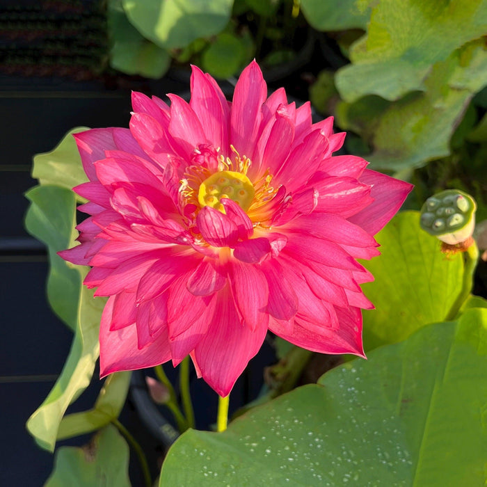 Hermosa Rose - Beautiful Rose Lotus (Bare Root) - Play It Koi