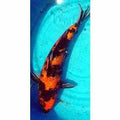 Hi Utsuri - Play It Koi