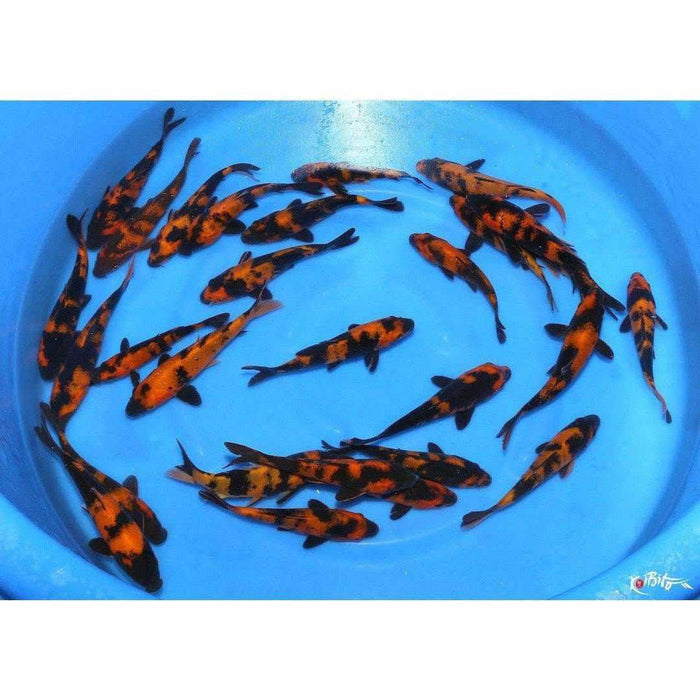 Hi Utsuri - Play It Koi