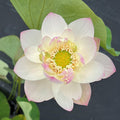 Highest Virtue Lotus (Bare Root) - Play It Koi
