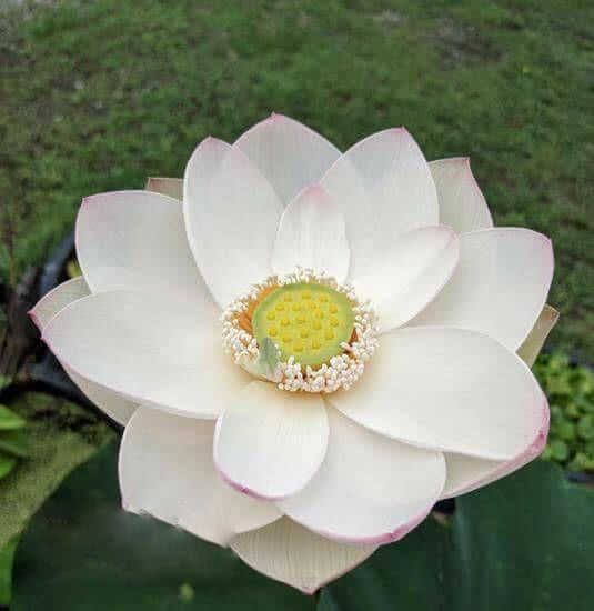 Highest Virtue Lotus (Bare Root) - Play It Koi