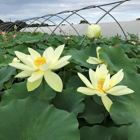 Hindu Sacred White Lotus (Bare Root) - Play It Koi